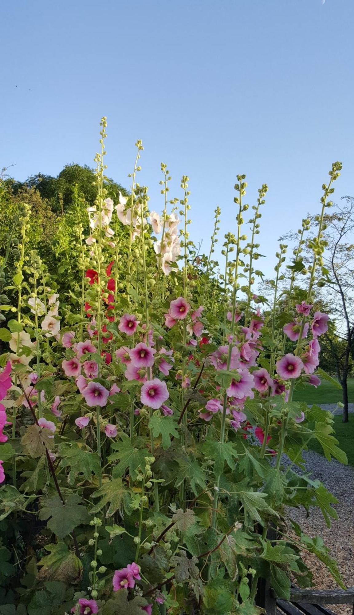 Bed & Breakfast Dairy Luxury Attleborough